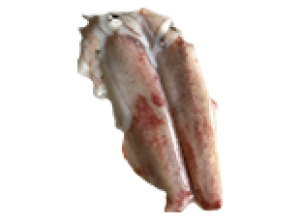 Mực ống Lý Sơn size 1